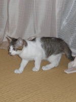 �A�N�Z���g�N���X